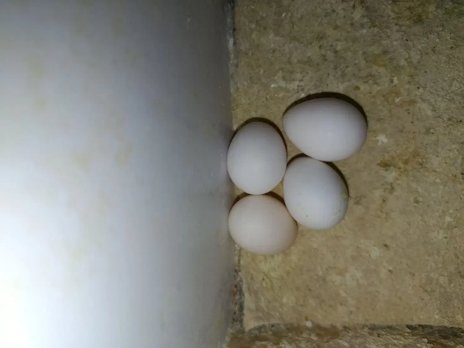 تخم نطفه دار عروس هلندی ضمانتی|پرنده|زاهدان, |دیوار