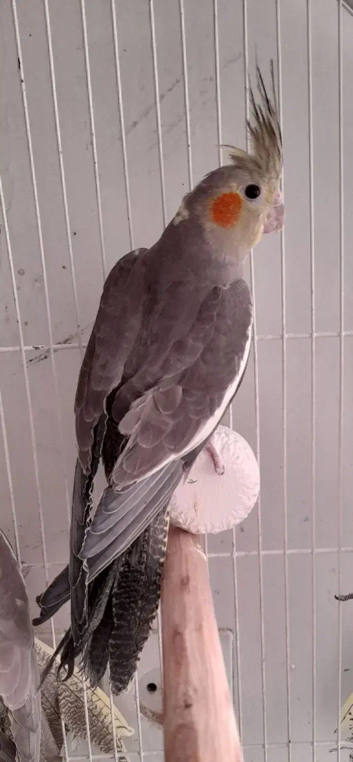 جوجه عروس هلندی|پرنده|شهرکرد, |دیوار