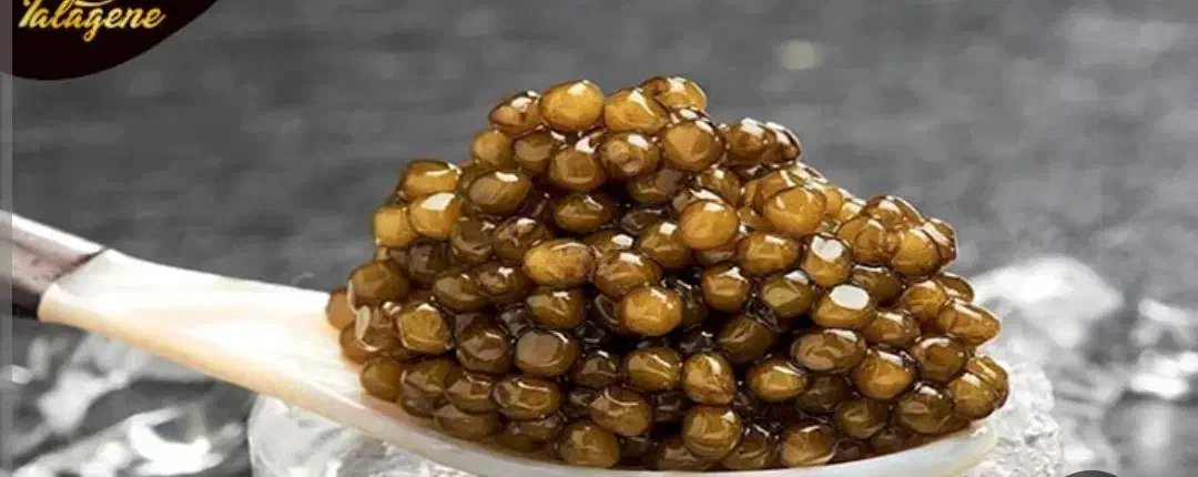 خاویار زرد (طلایی)|خوردنی و آشامیدنی|تهران, هلال احمر|دیوار