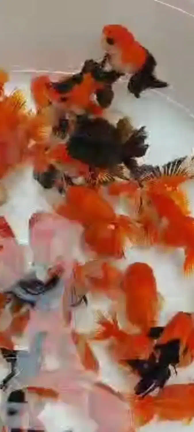 بارماهی گلفیش شارژ شد|ماهی|فولادشهر, مسکن مهر فولادشهر|دیوار