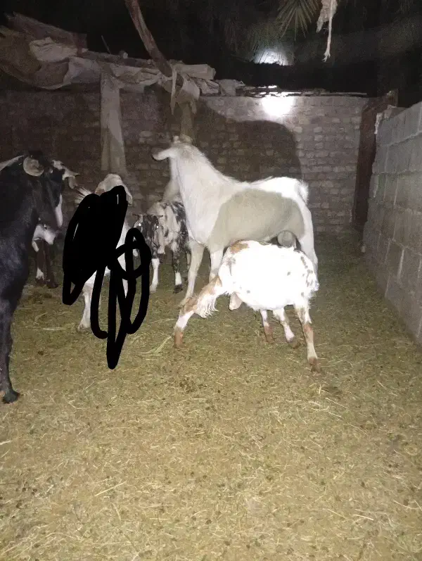 نری سانن اصل اصل|حیوانات مزرعه|نرماشیر, |دیوار