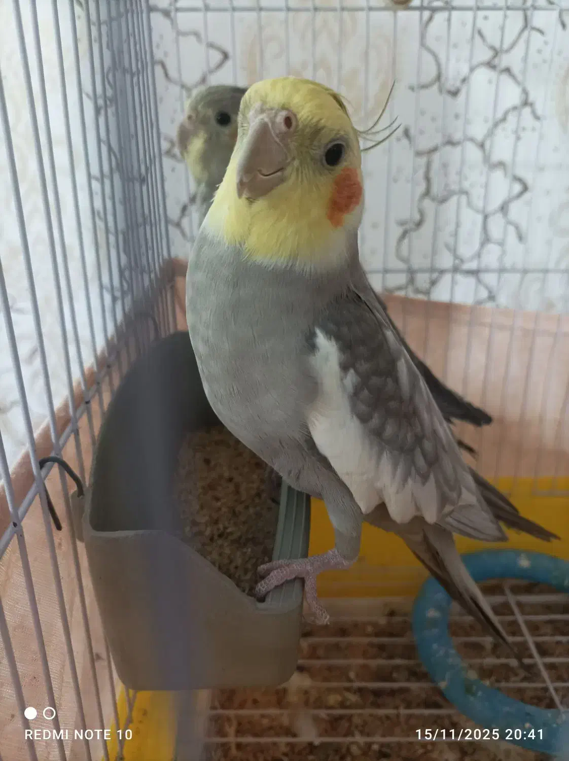 عروس هلندی|پرنده|اردبیل, |دیوار