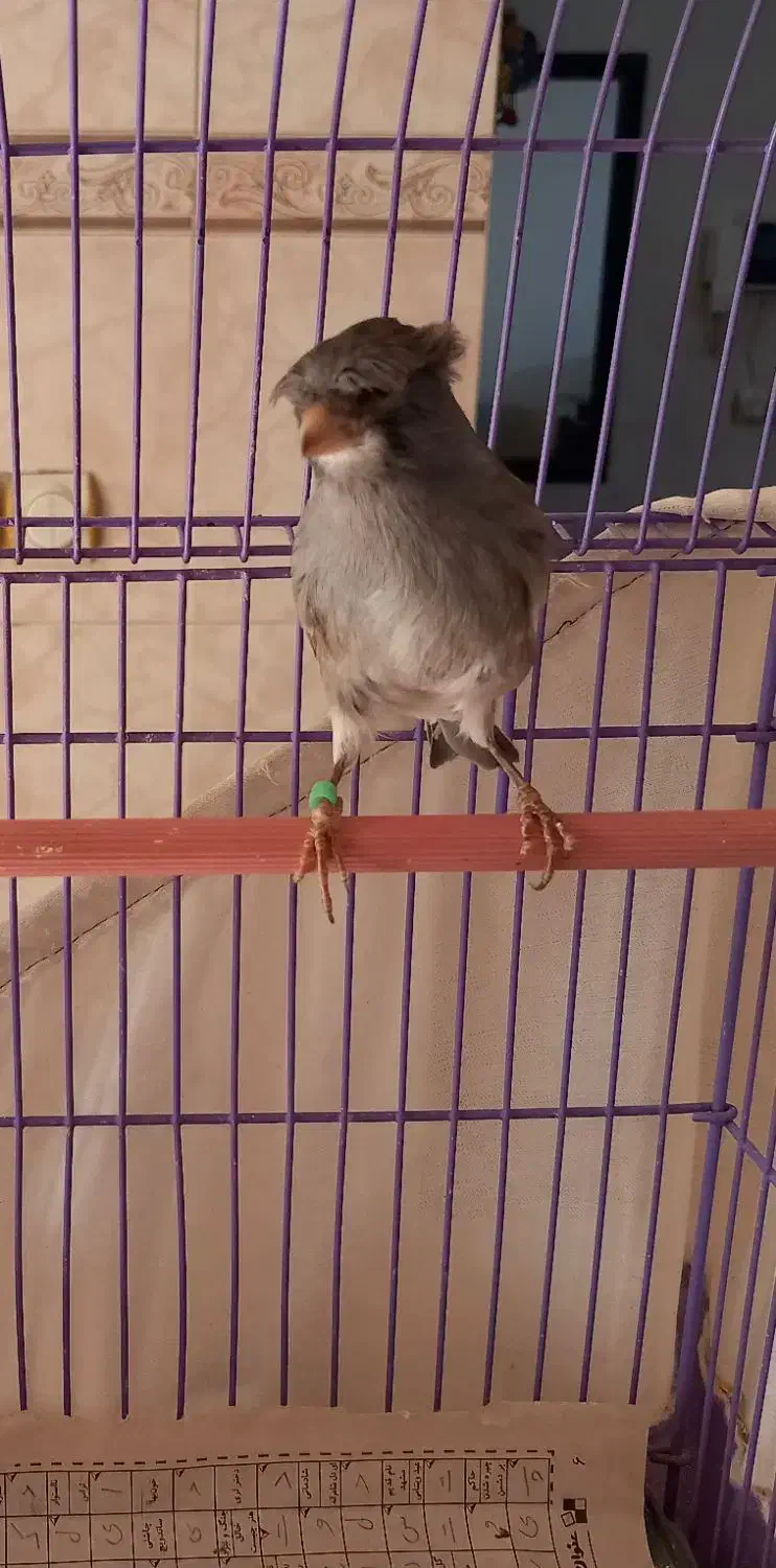 قناری نر و ماده|پرنده|مشکیندشت, |دیوار