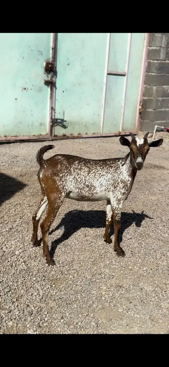 بز بوئر و عمانی|حیوانات مزرعه|کرج, گلشهر|دیوار