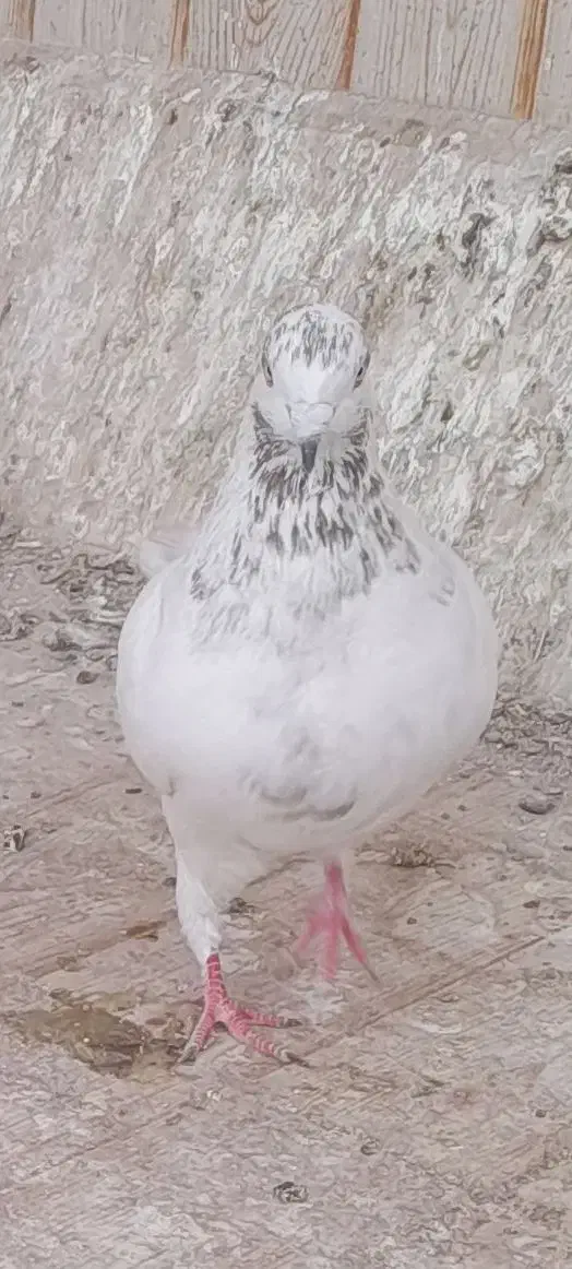 کفتر دوتا نر پرشی|پرنده|قم, شهرک امام حسن|دیوار