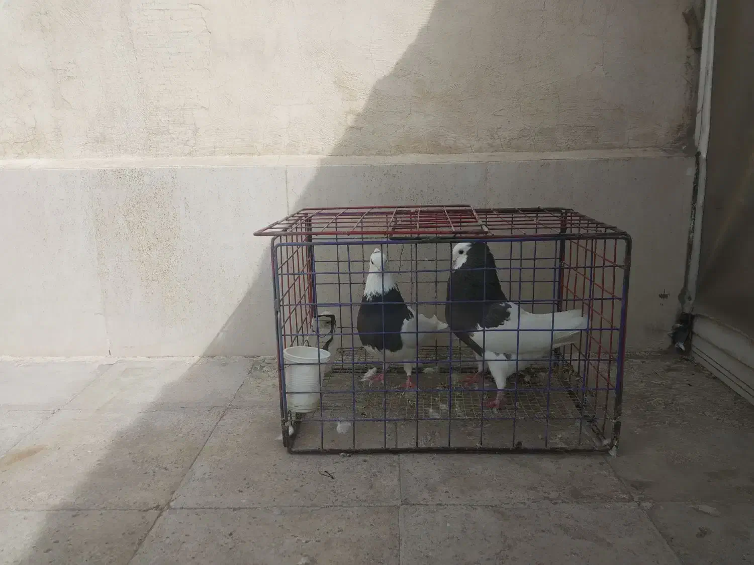 کبوتر طوقی|پرنده|مشهد, فاطمیه|دیوار