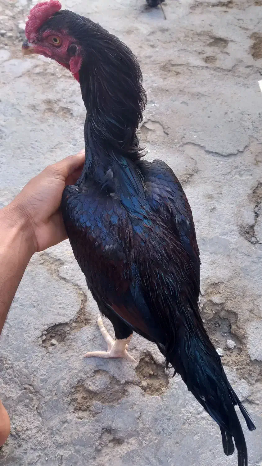 خروس|حیوانات مزرعه|خمیر, |دیوار