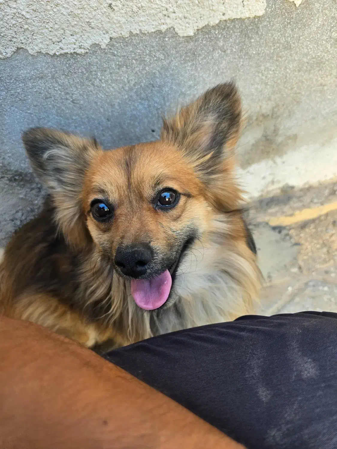 گمشده|حیوانات|طبس, |دیوار