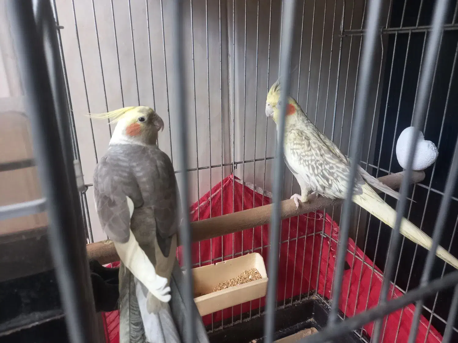 ی جفت عروس هلندی نر و ماده|پرنده|پاکدشت, پاکدشت (مامازند)|دیوار