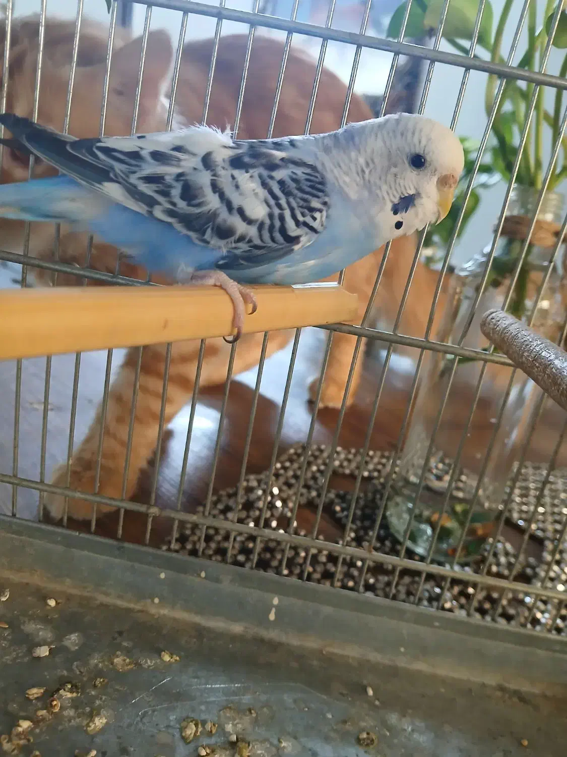 مرغ عشق نر|پرنده|تهران, بیسیم|دیوار