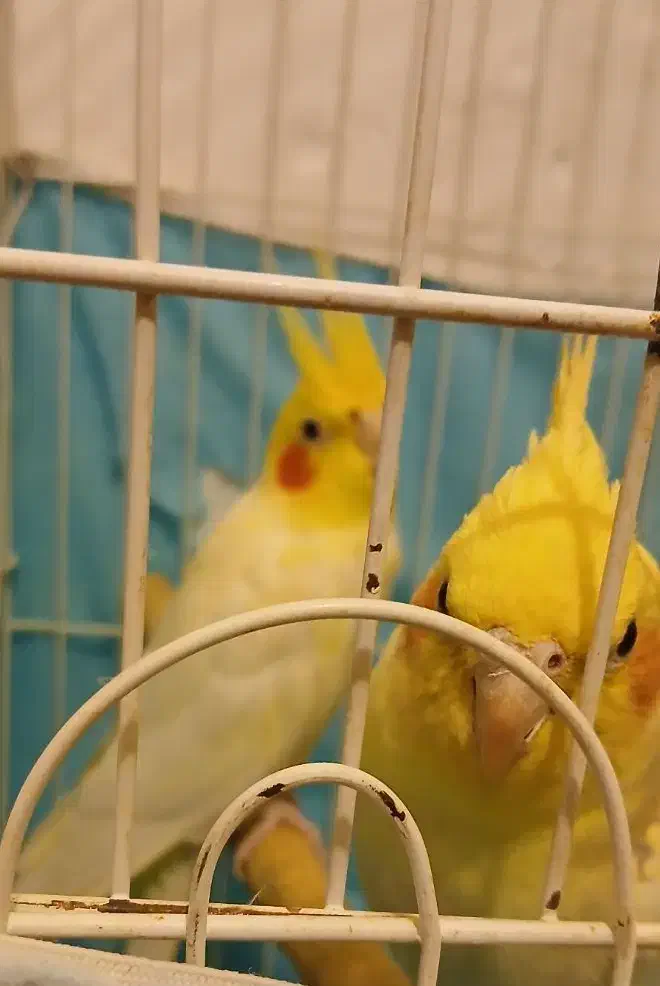 دوجفت عروس هلندی|پرنده|رفسنجان, |دیوار