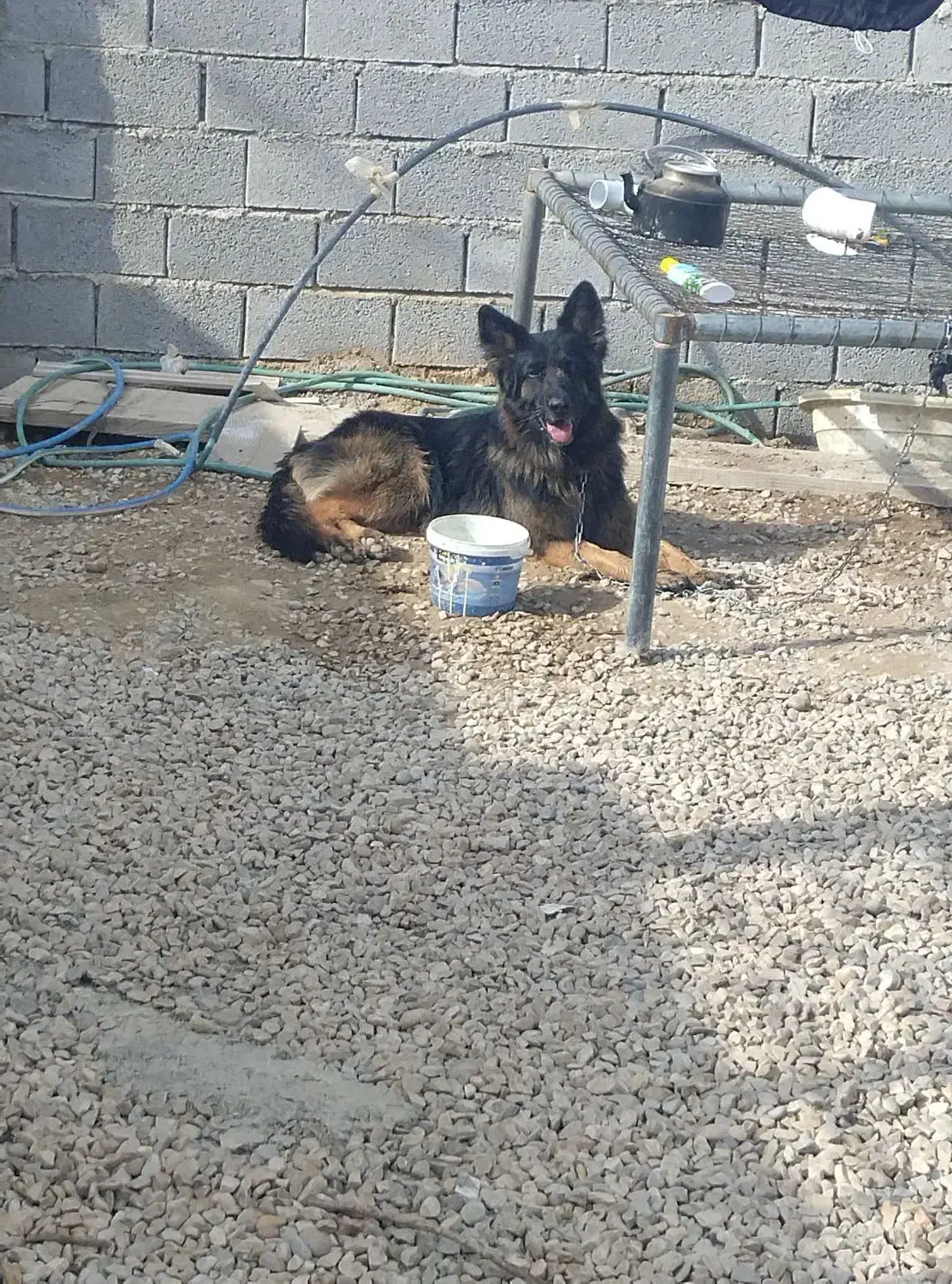 سگ ژرمن|سگ|امیدیه, |دیوار