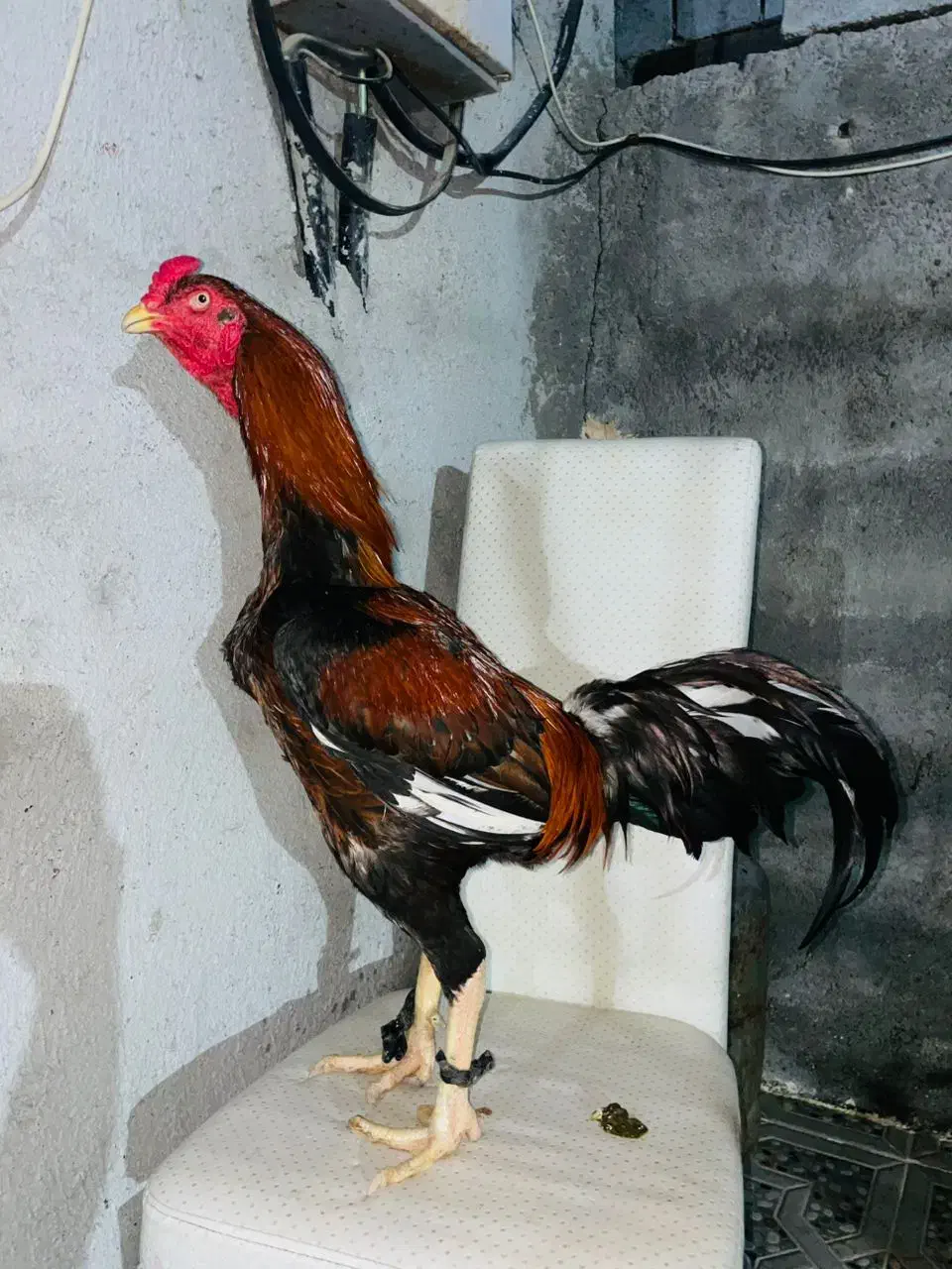 خ ر و س|حیوانات مزرعه|میناب, |دیوار