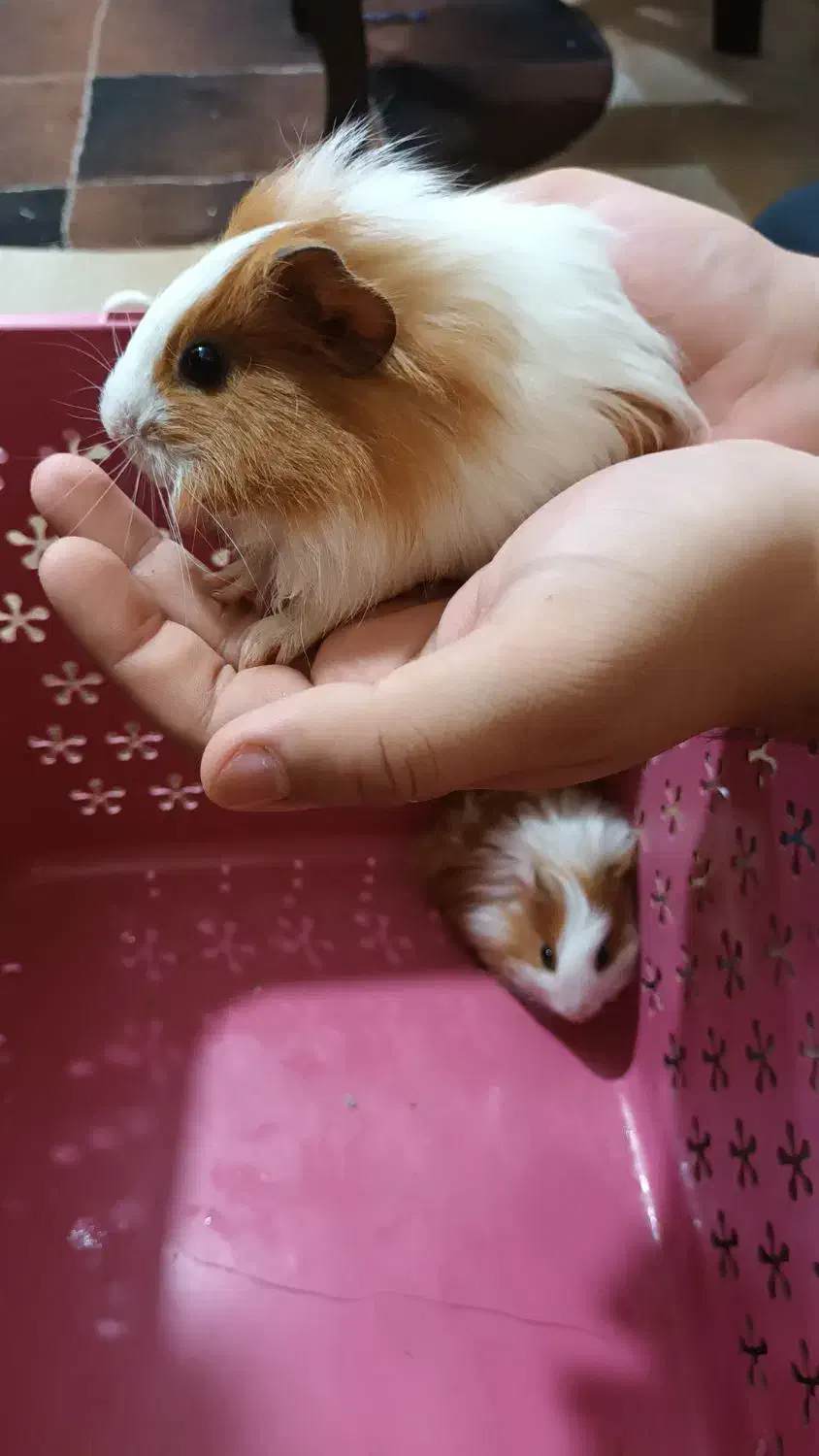 توله خوکچه هندی|موش و خرگوش|کازرون, |دیوار