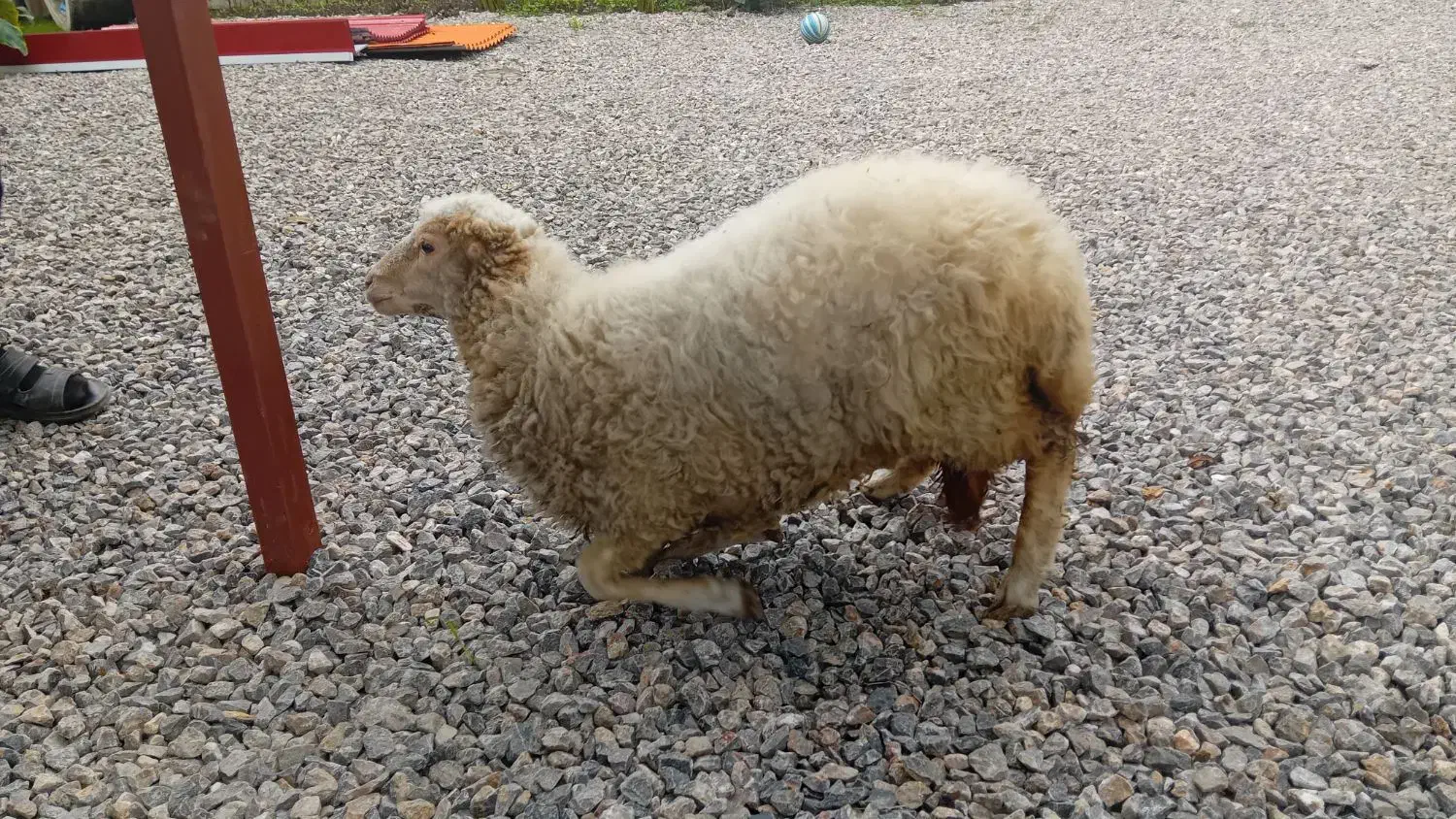 بره ماده سالم و سلامت|حیوانات مزرعه|شاندرمن, |دیوار