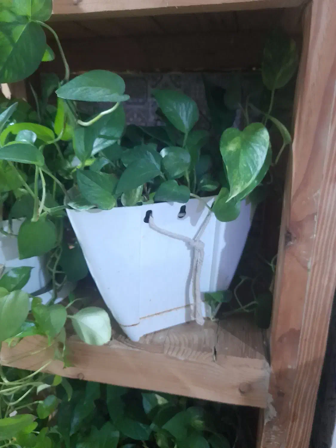 ۸ عدد گلدان پتوس مناسب دیوار کوب یا راه پله ای|گل و گیاه طبیعی|اسلام‌شهر, شهرک واوان|دیوار