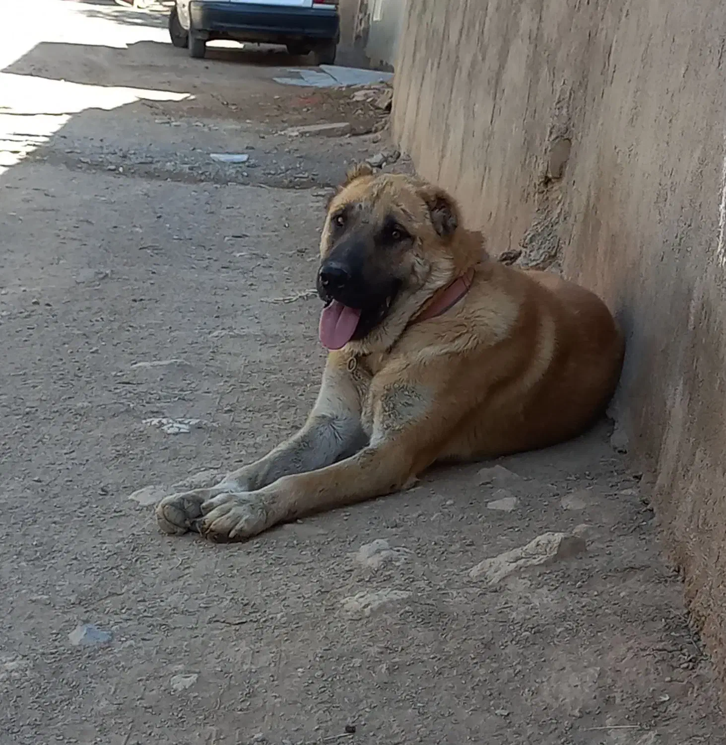 سگ سرابی|سگ|خرمدشت, |دیوار