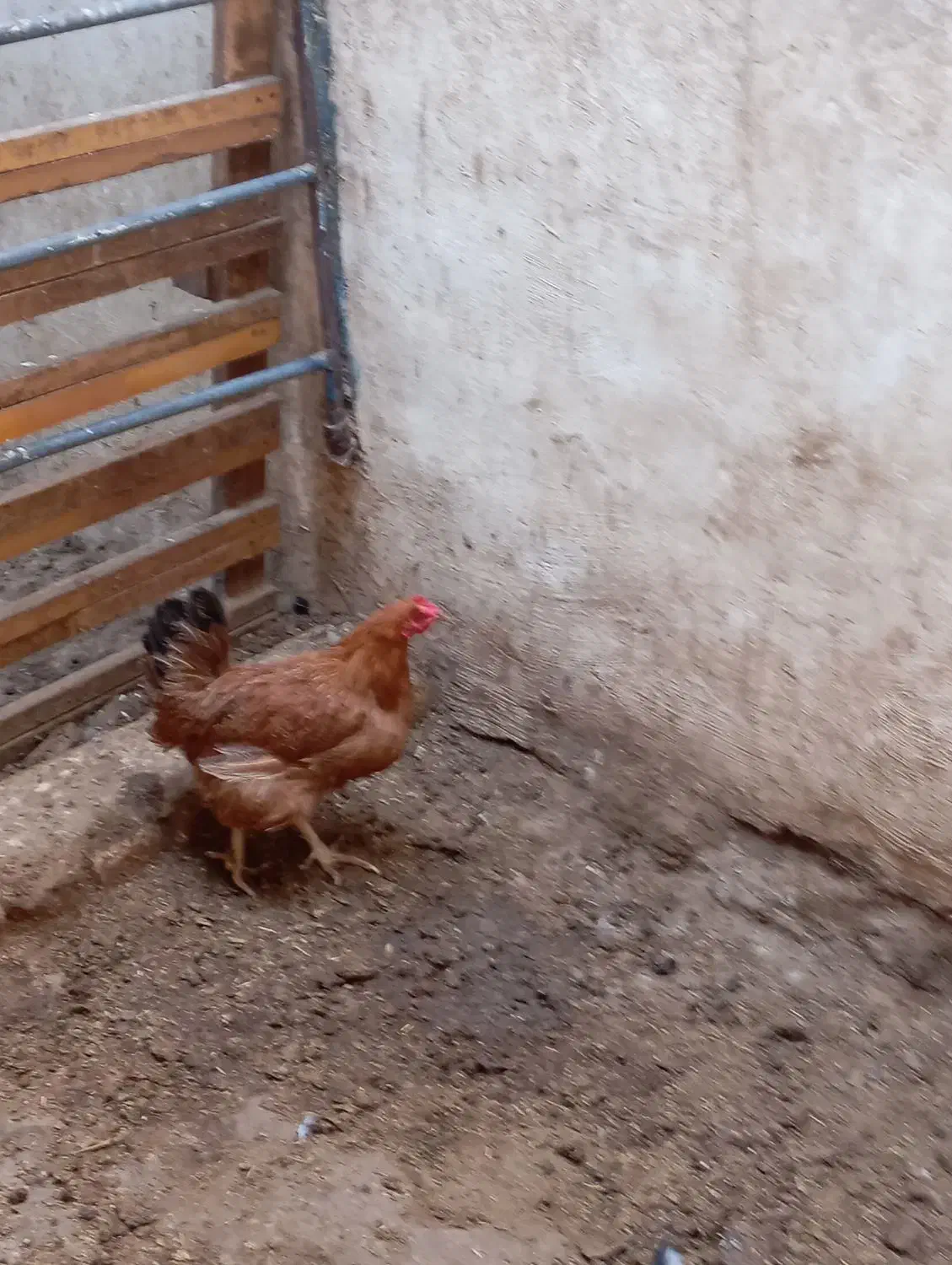 مرغ|حیوانات مزرعه|برخوار, |دیوار