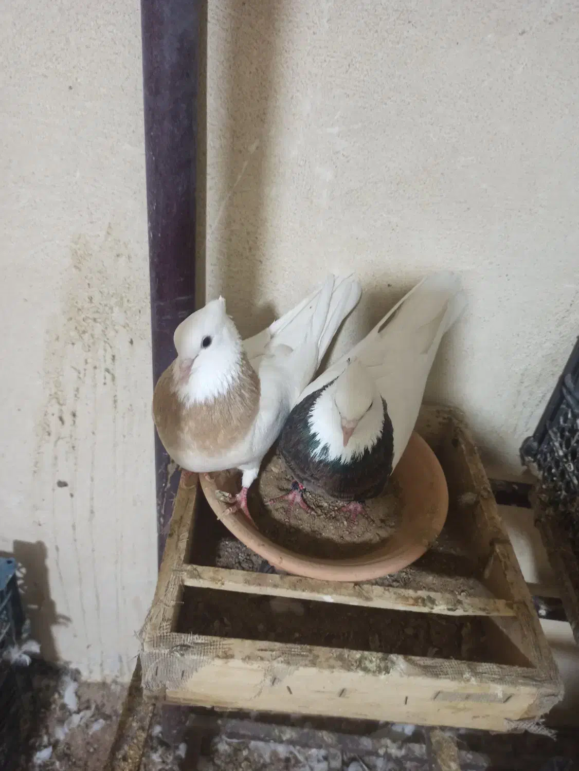 کبوترطوقی|پرنده|هرسین, |دیوار