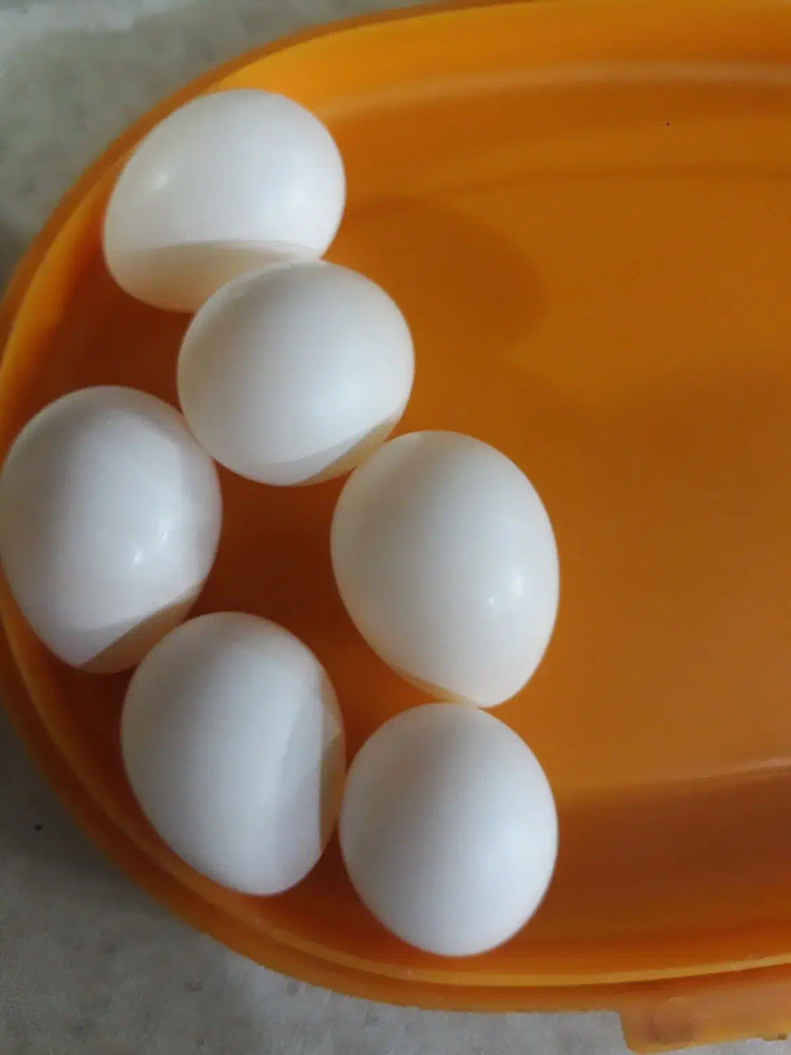 تخم عروس هلندی|پرنده|قم, شاه سید علی|دیوار