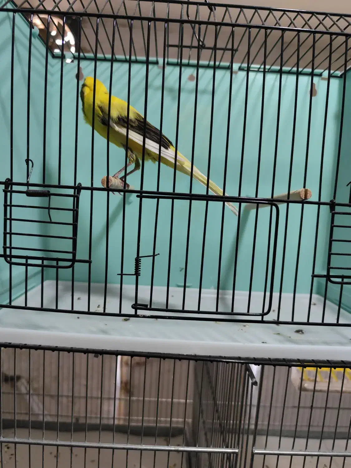 قناری رسمی بلند|پرنده|درگزین, |دیوار