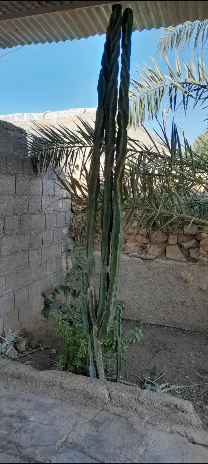 فروشی|گل و گیاه طبیعی|خورموج, |دیوار