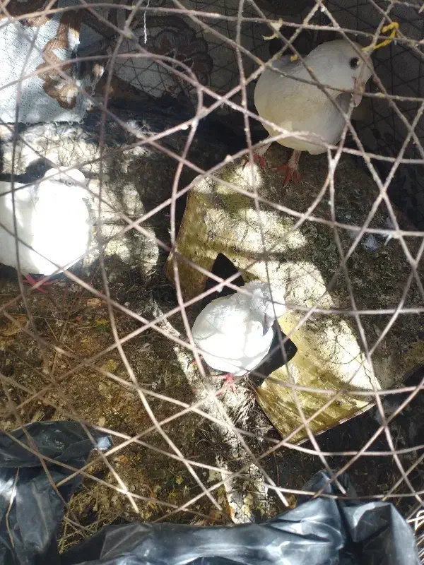 پرنده|پرنده|بندر دیر, |دیوار