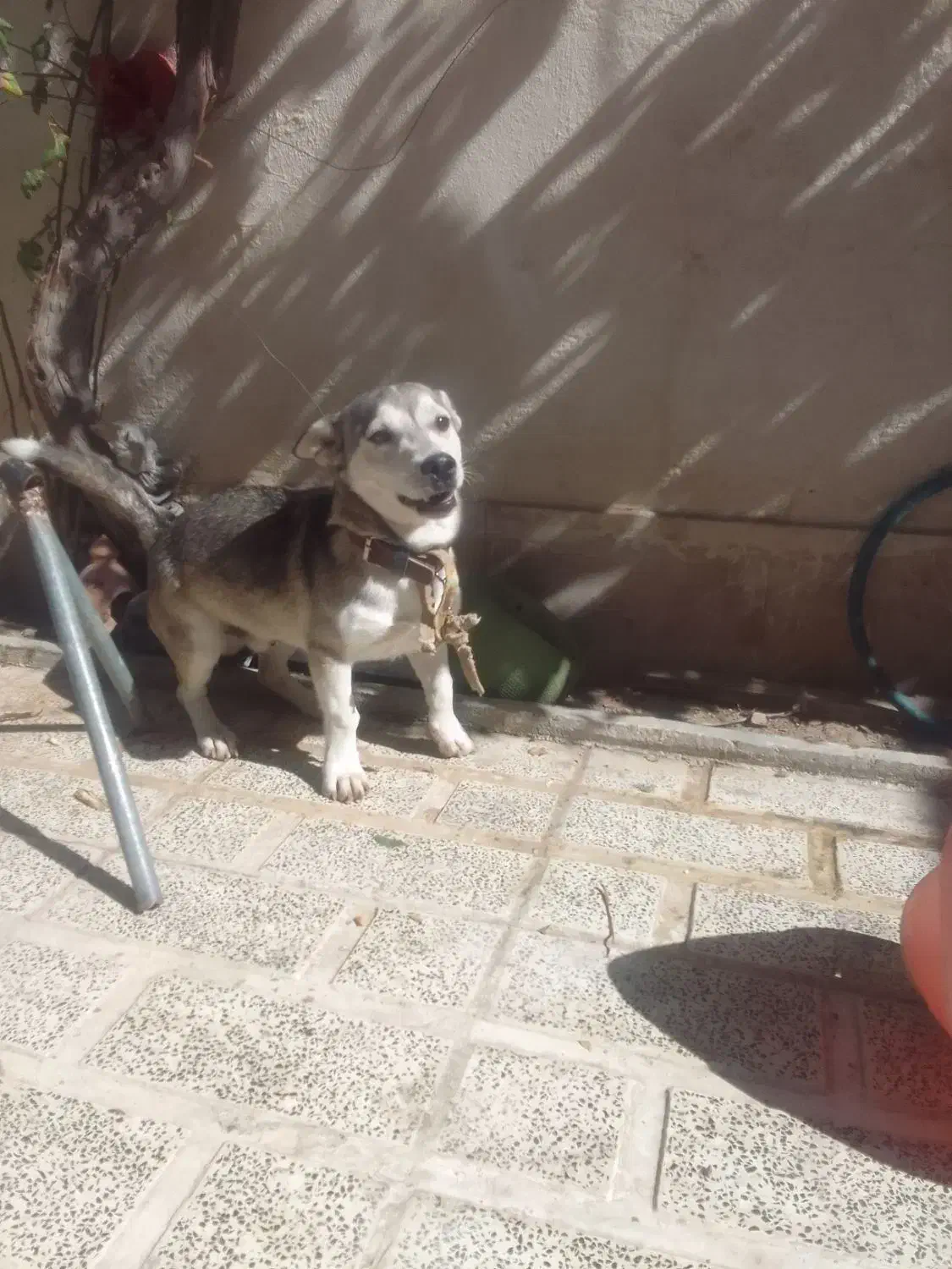 سگ هاسکی اصل|سگ|صباشهر, |دیوار