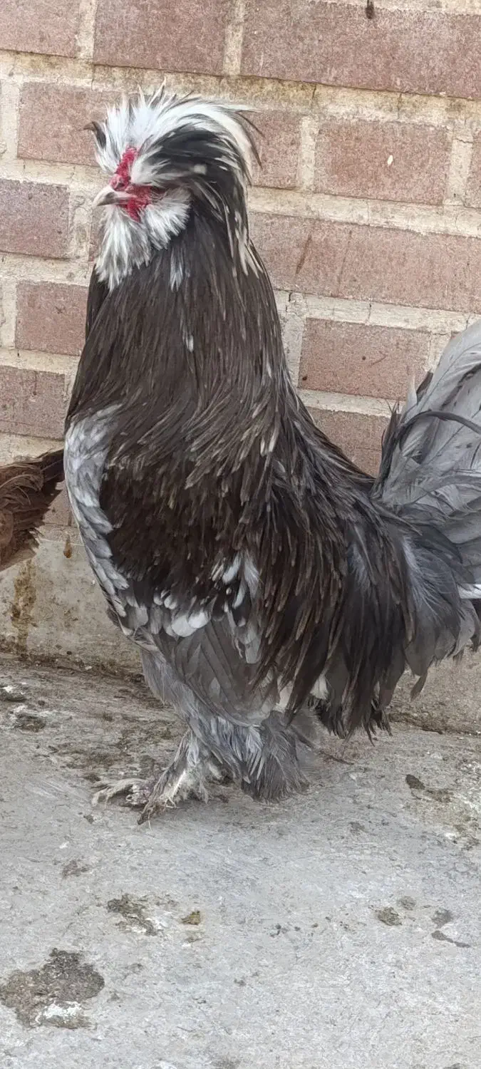 خروس زیبا|حیوانات مزرعه|قزوین, |دیوار