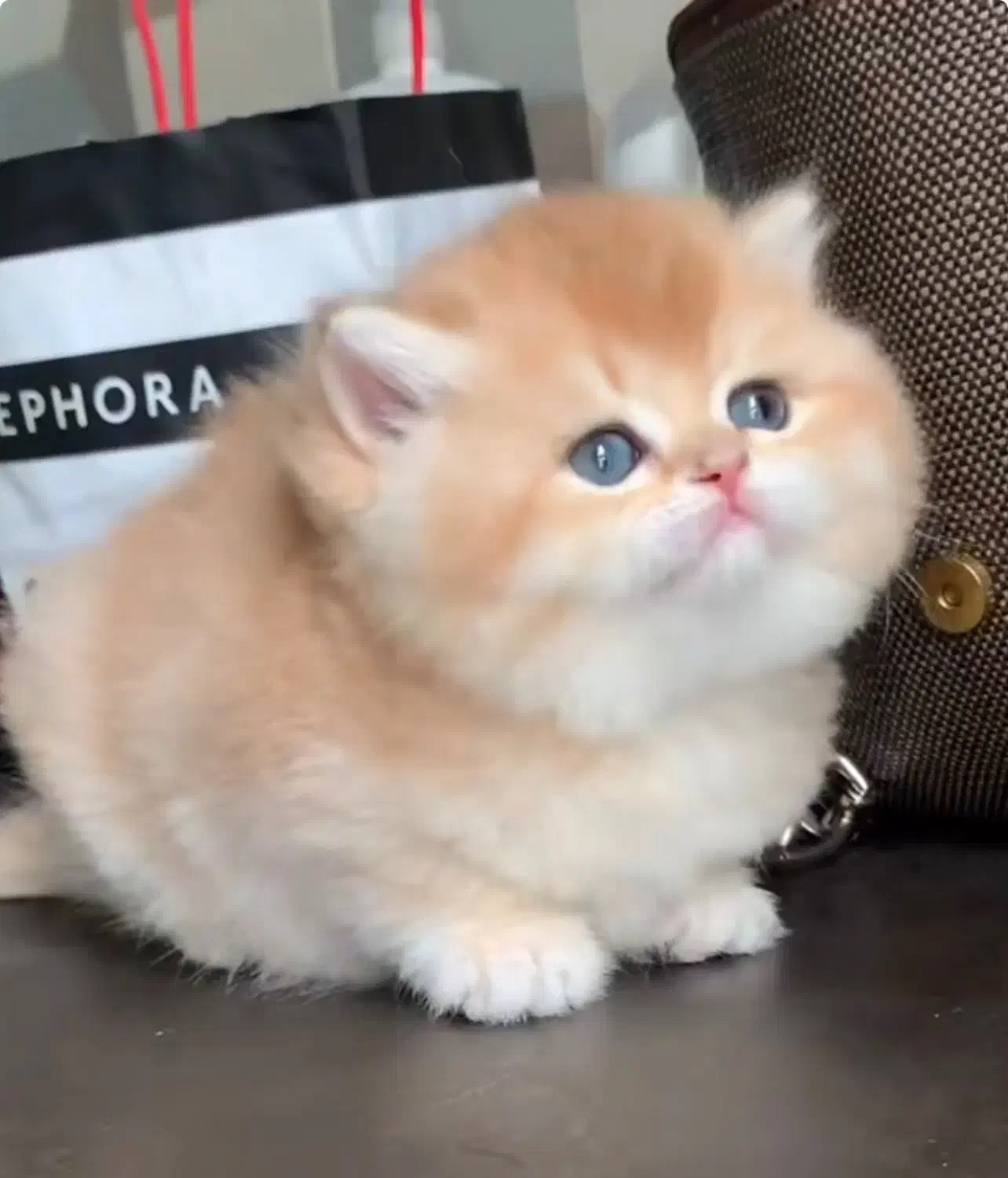 بریتیش ny12 تپلی|گربه|تهران, نیاوران|دیوار