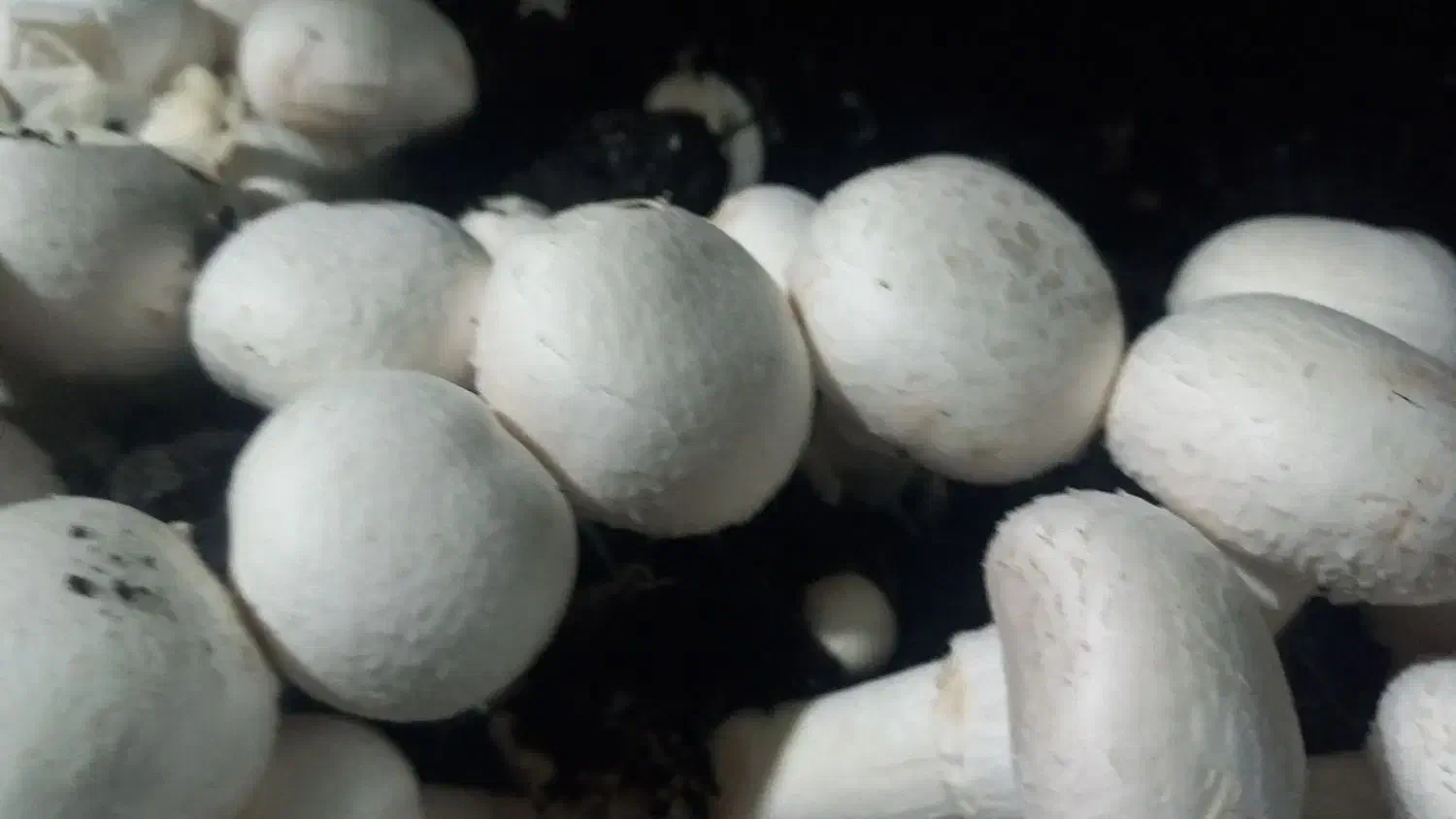 قارچ دکمه ای|خوردنی و آشامیدنی|رضویه, |دیوار