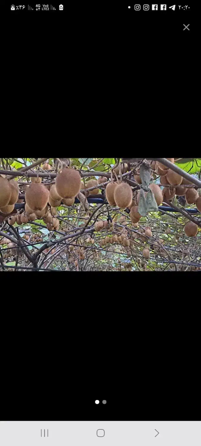 کیوی درشت و ریز و دوقلوی شمارانقدی خریداریم|خدمات باغبانی و درختکاری|چوبر, |دیوار