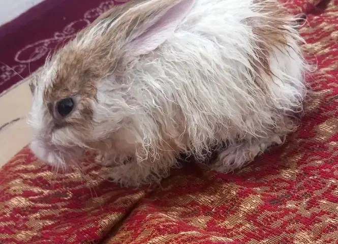 خرگوش کوچولو فوری ۲۷۰ با تخفیف|موش و خرگوش|ماهدشت, |دیوار