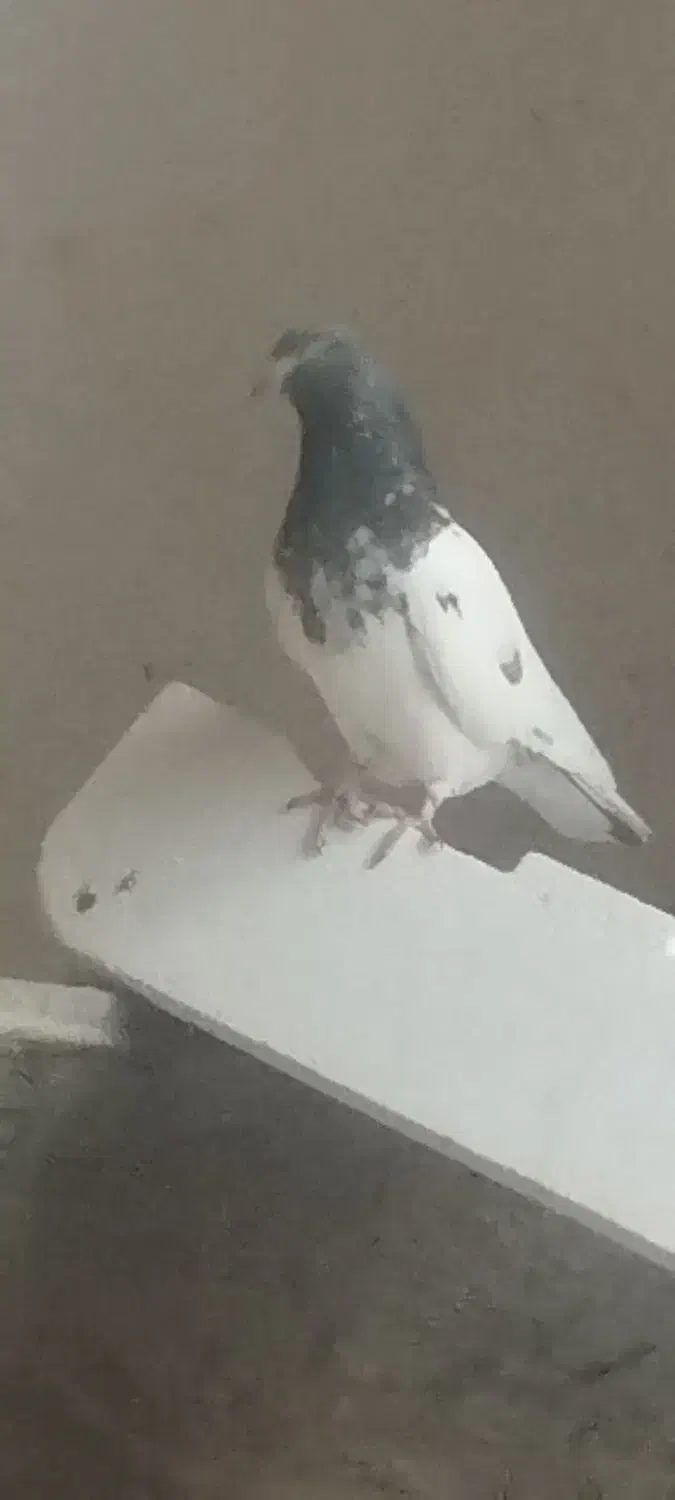 اول پایین را بخوان|پرنده|میاندوآب, |دیوار