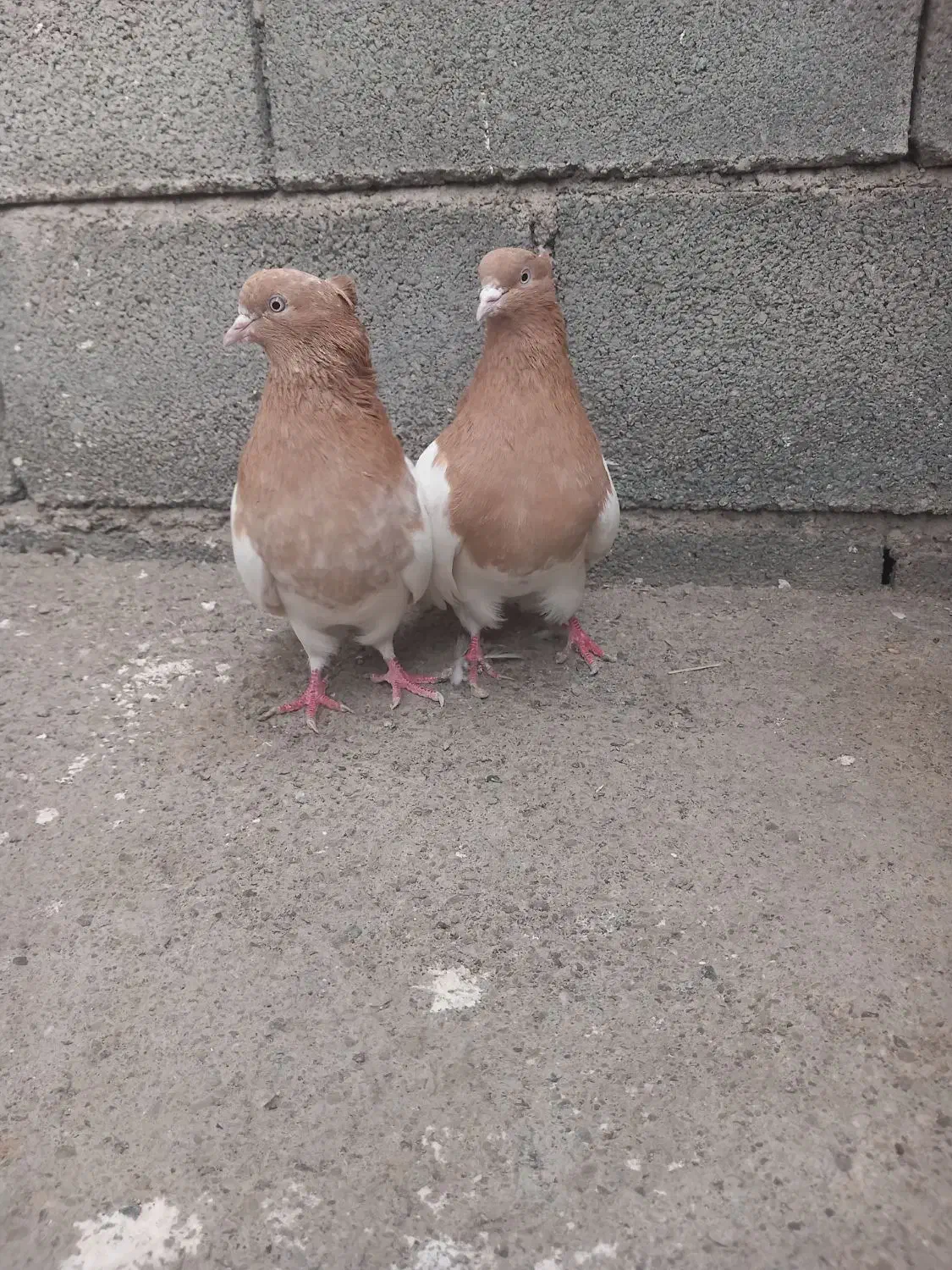 کبوتر کله زرد|پرنده|میانه, |دیوار