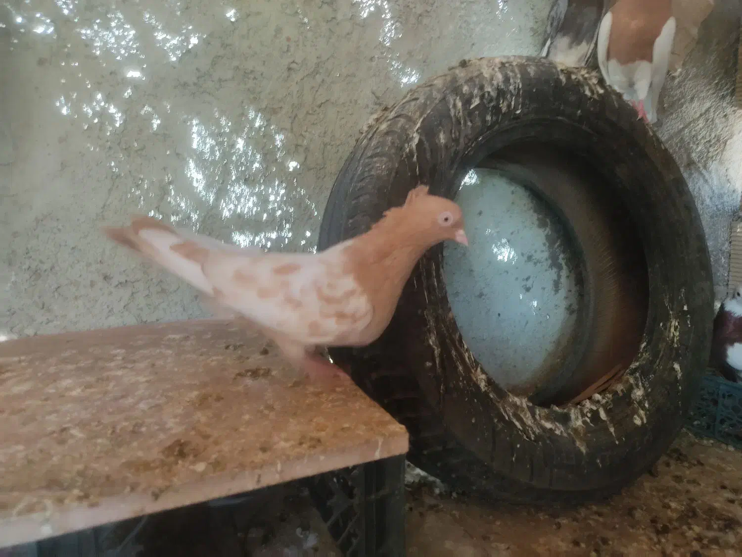 کبوتر سینه ای و طوقی|پرنده|اهواز, فرهنگ شهر|دیوار