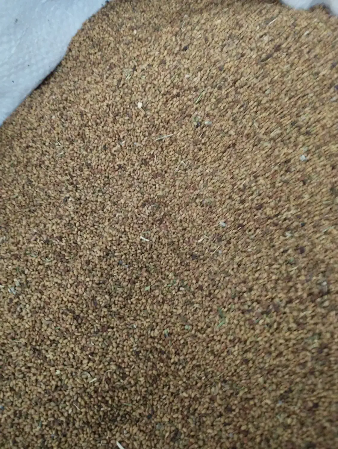 بذر یونجه تضمینی|عمده‌فروشی|رابر, |دیوار