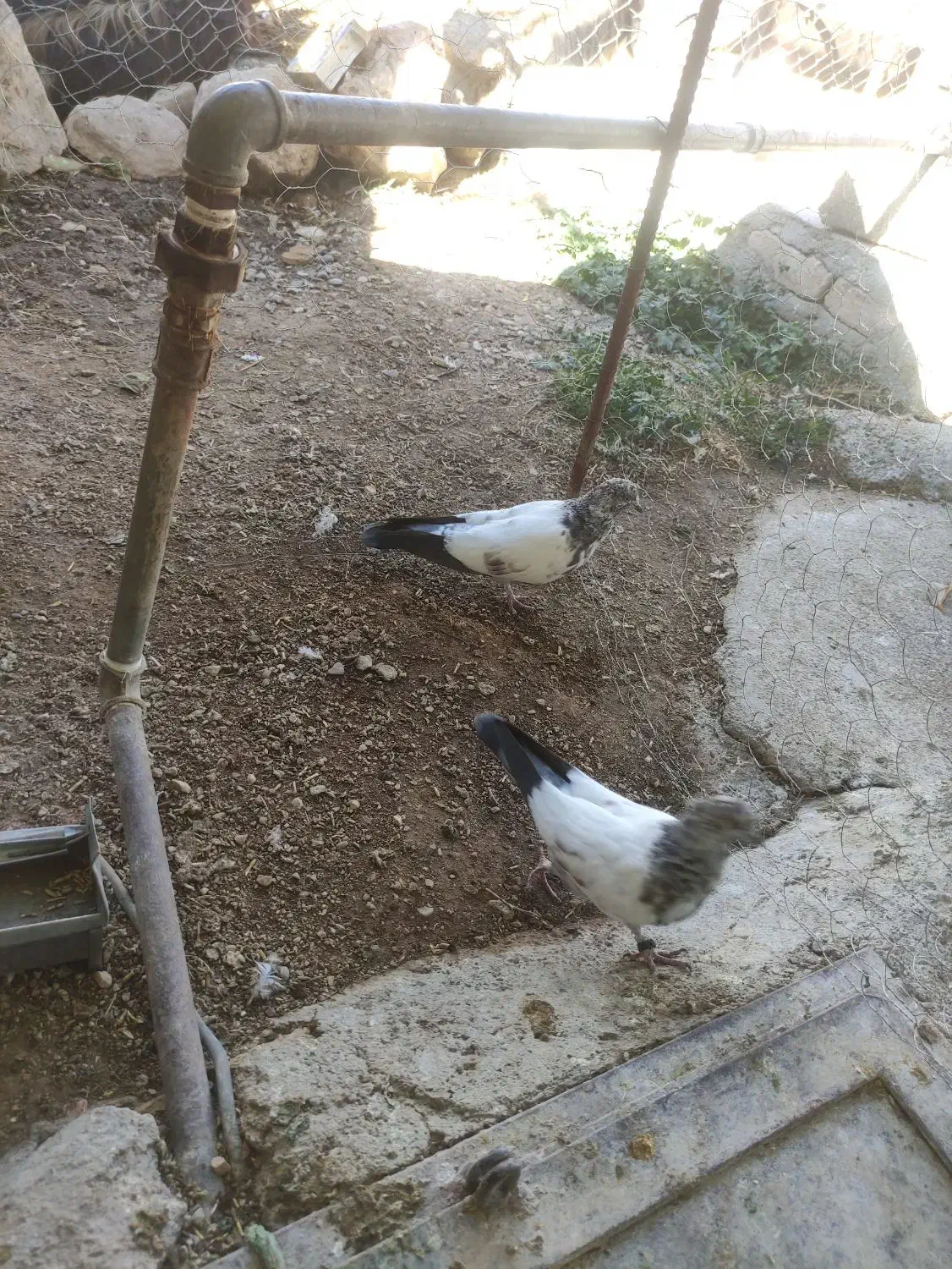 کبوتر زوردار|پرنده|اسلامآباد غرب, |دیوار