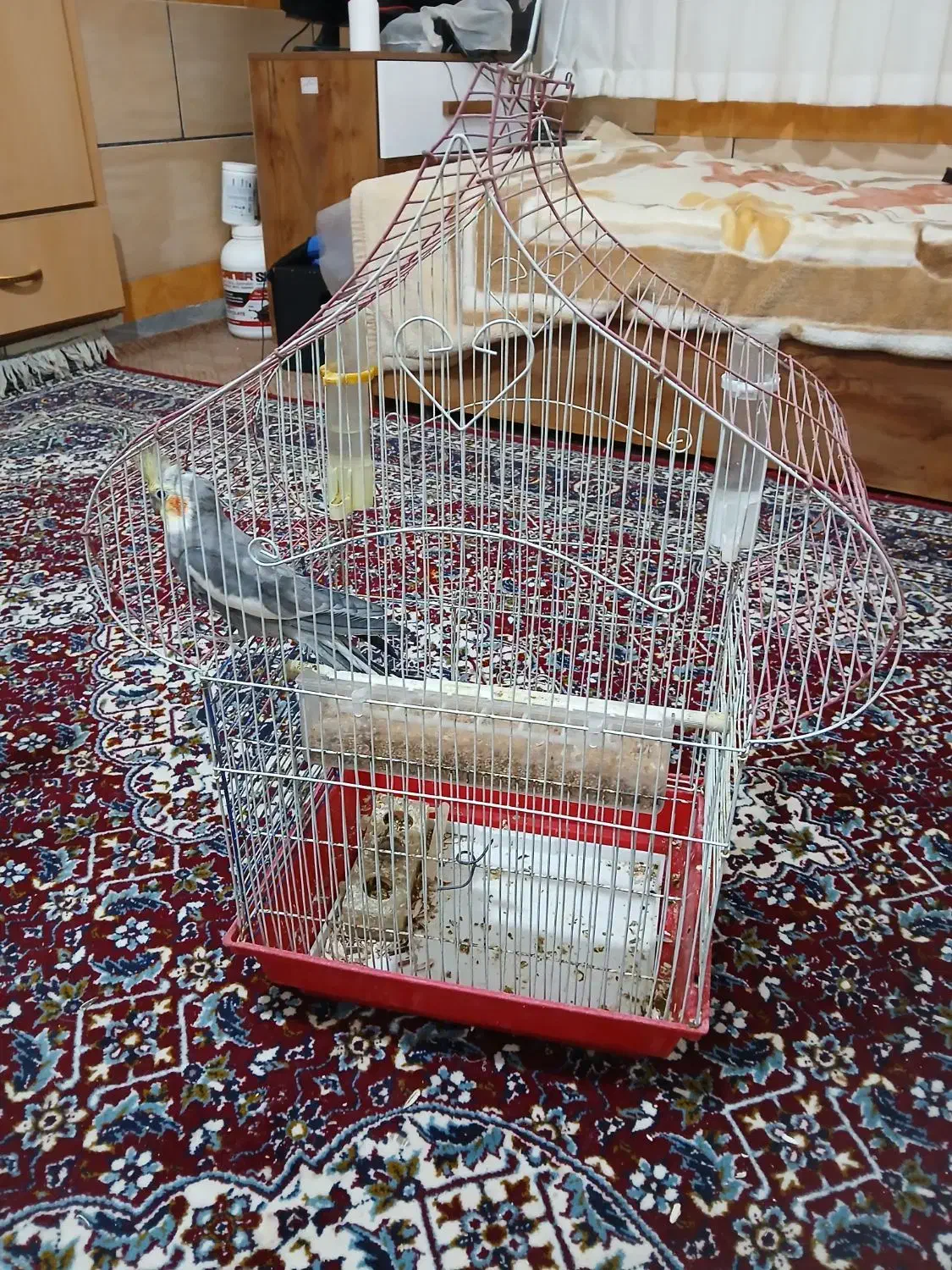 عروس هلندی|پرنده|دوگنبدان, |دیوار