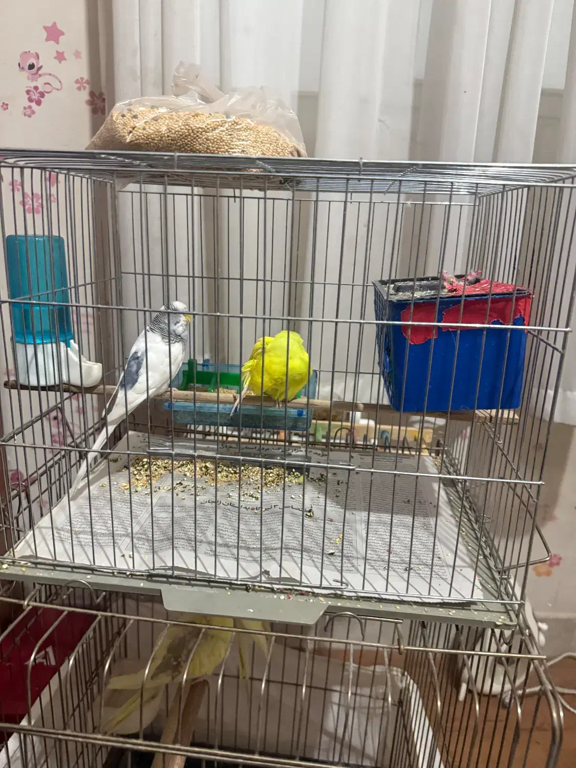 یک جفت عروس هلندی کارداده و بک جفت مرغ عشق|پرنده|قزوین, |دیوار