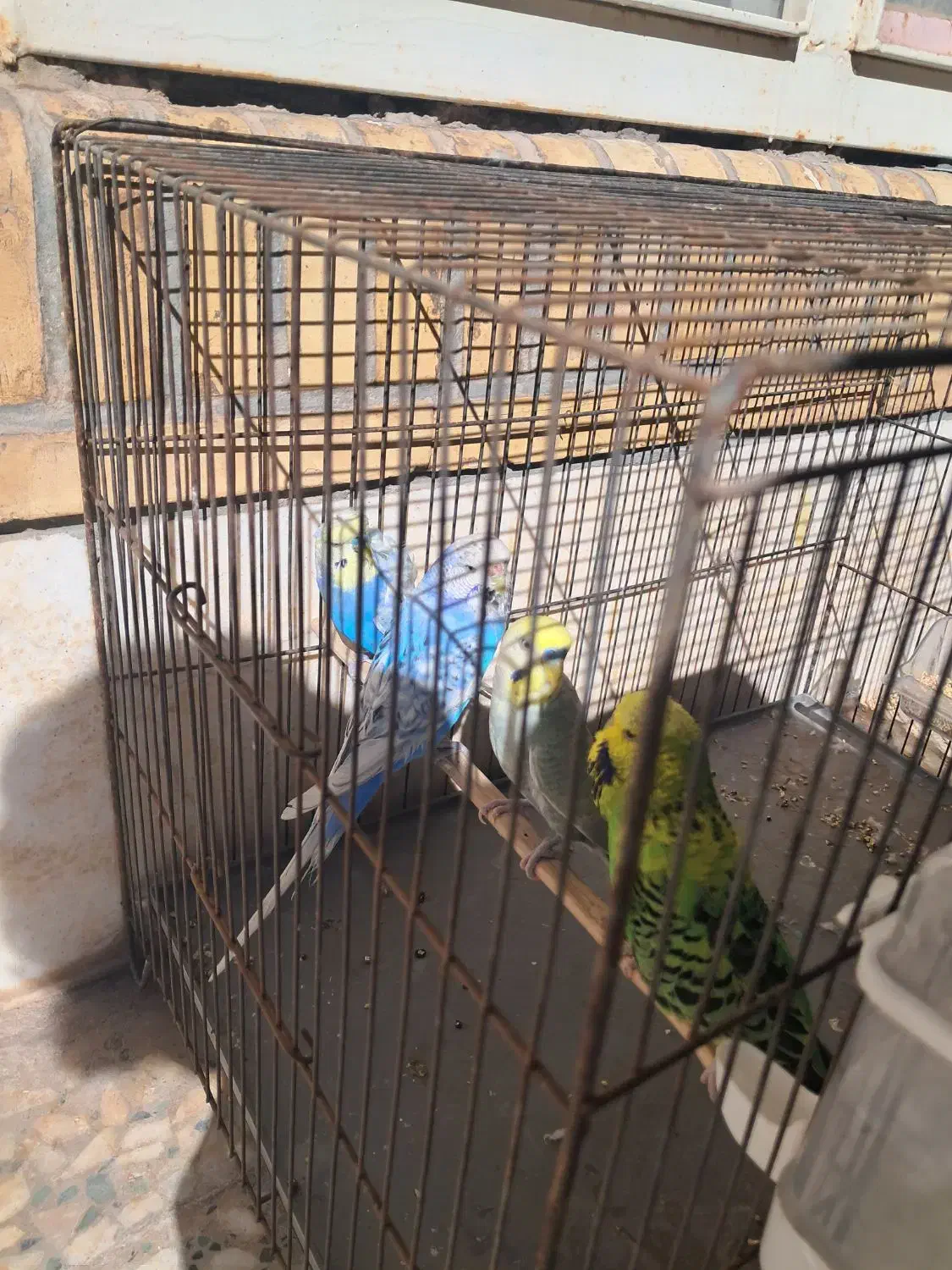 مرغ عشق انگلیسی،رینبو|پرنده|سیرجان, |دیوار