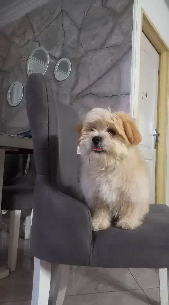 شیتزو تریر|سگ|تهران, سیروس|دیوار