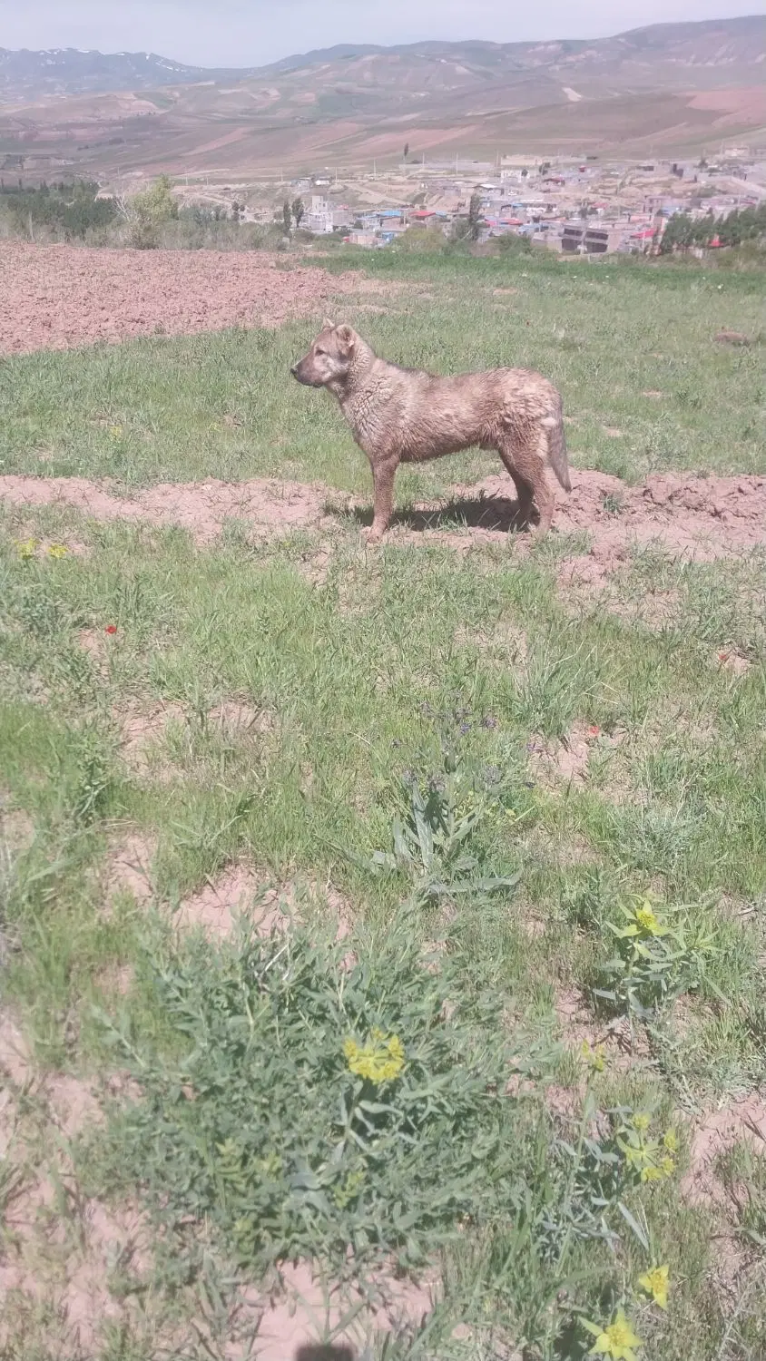 سگ سرابی|سگ|ورزقان, |دیوار