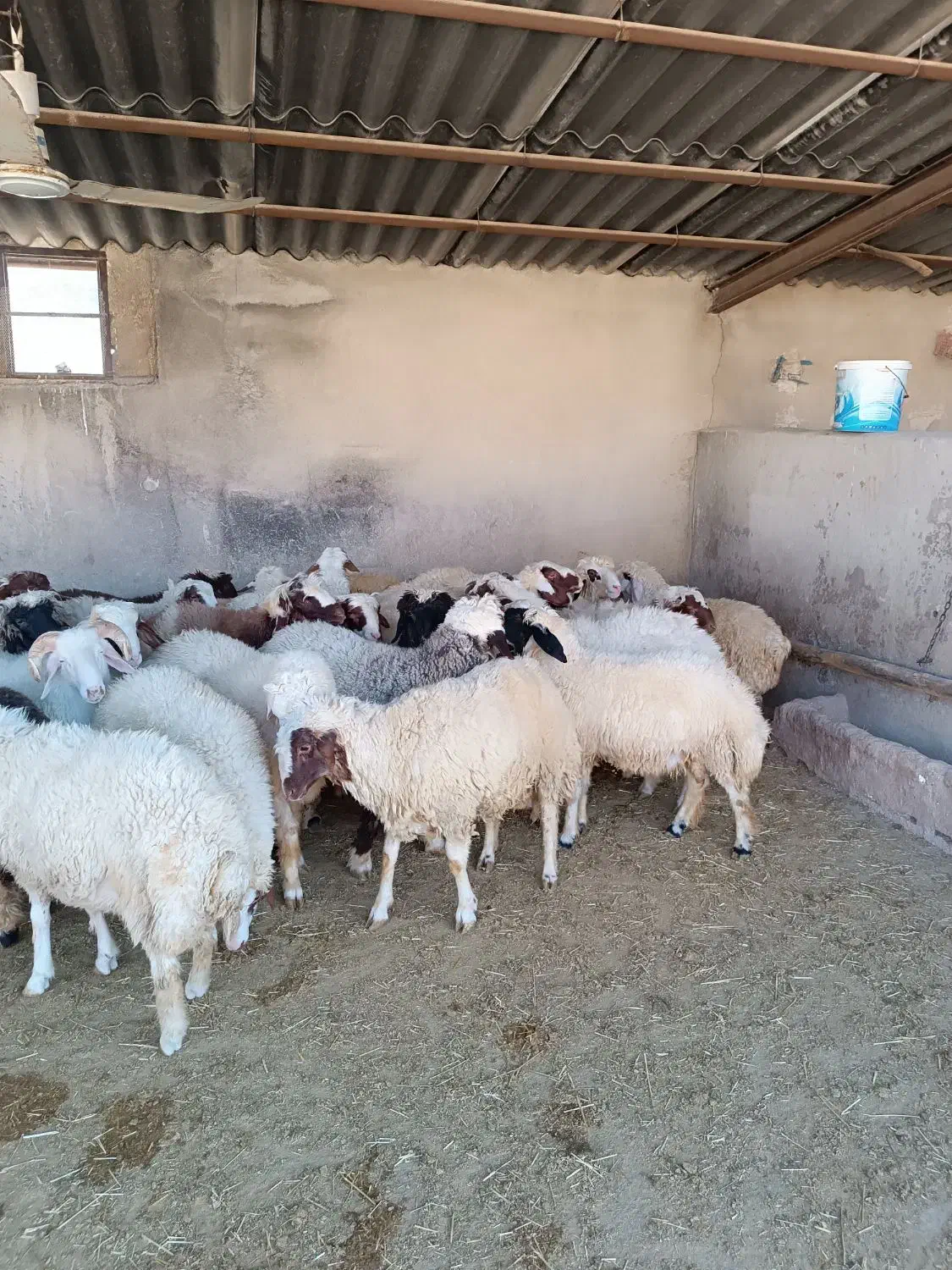 بره نر|حیوانات مزرعه|چرداول, |دیوار