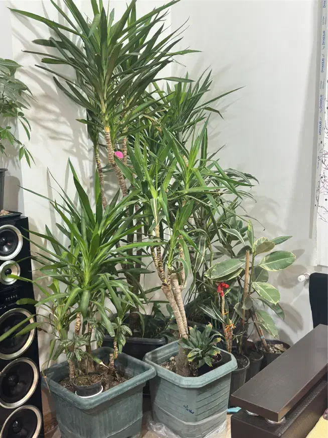 گل وگیاه طبیعی آپارتمانی|گل و گیاه طبیعی|رستمآباد, |دیوار