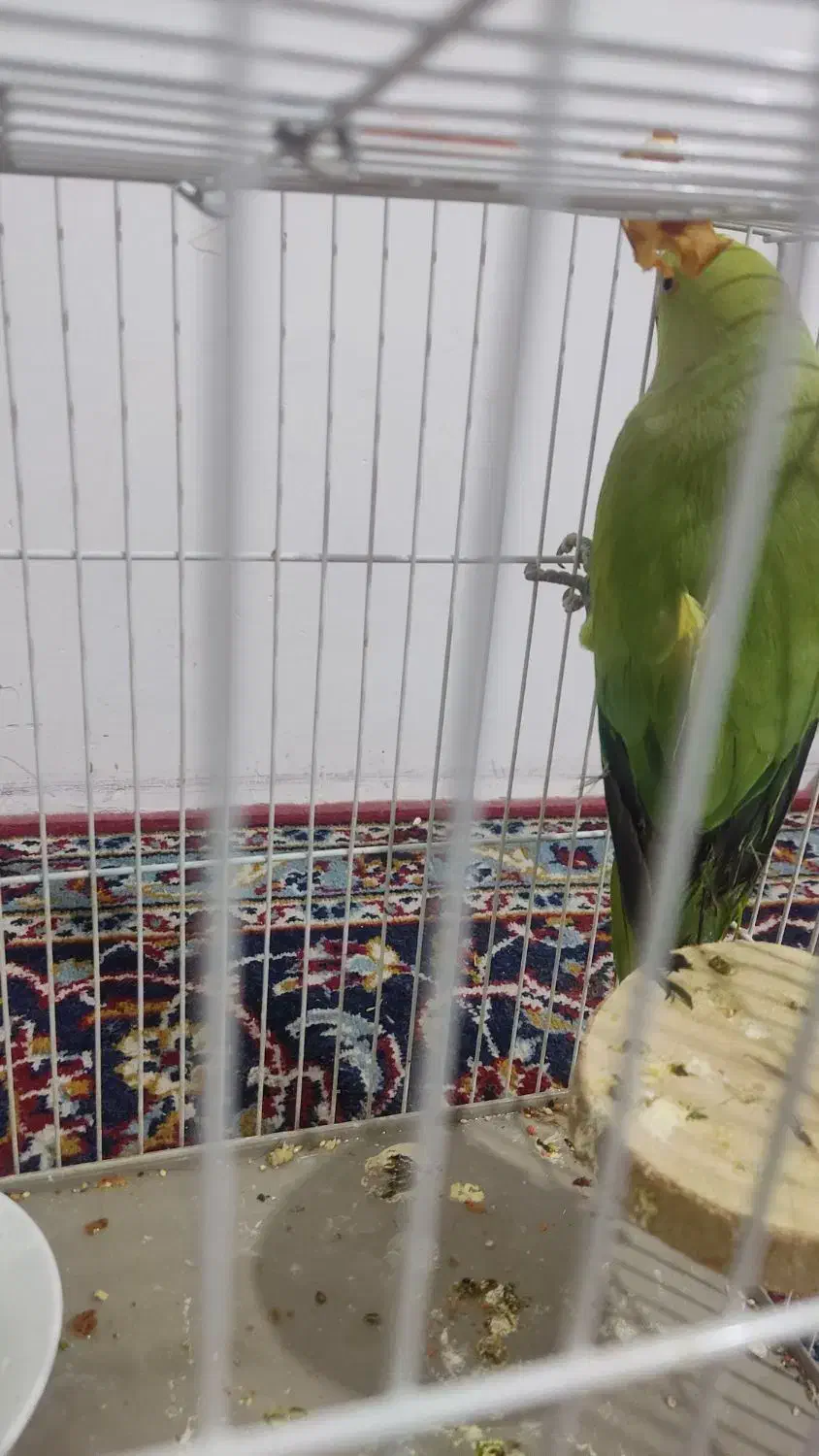 طوطی ملنگو|پرنده|نیشابور, دارایی|دیوار