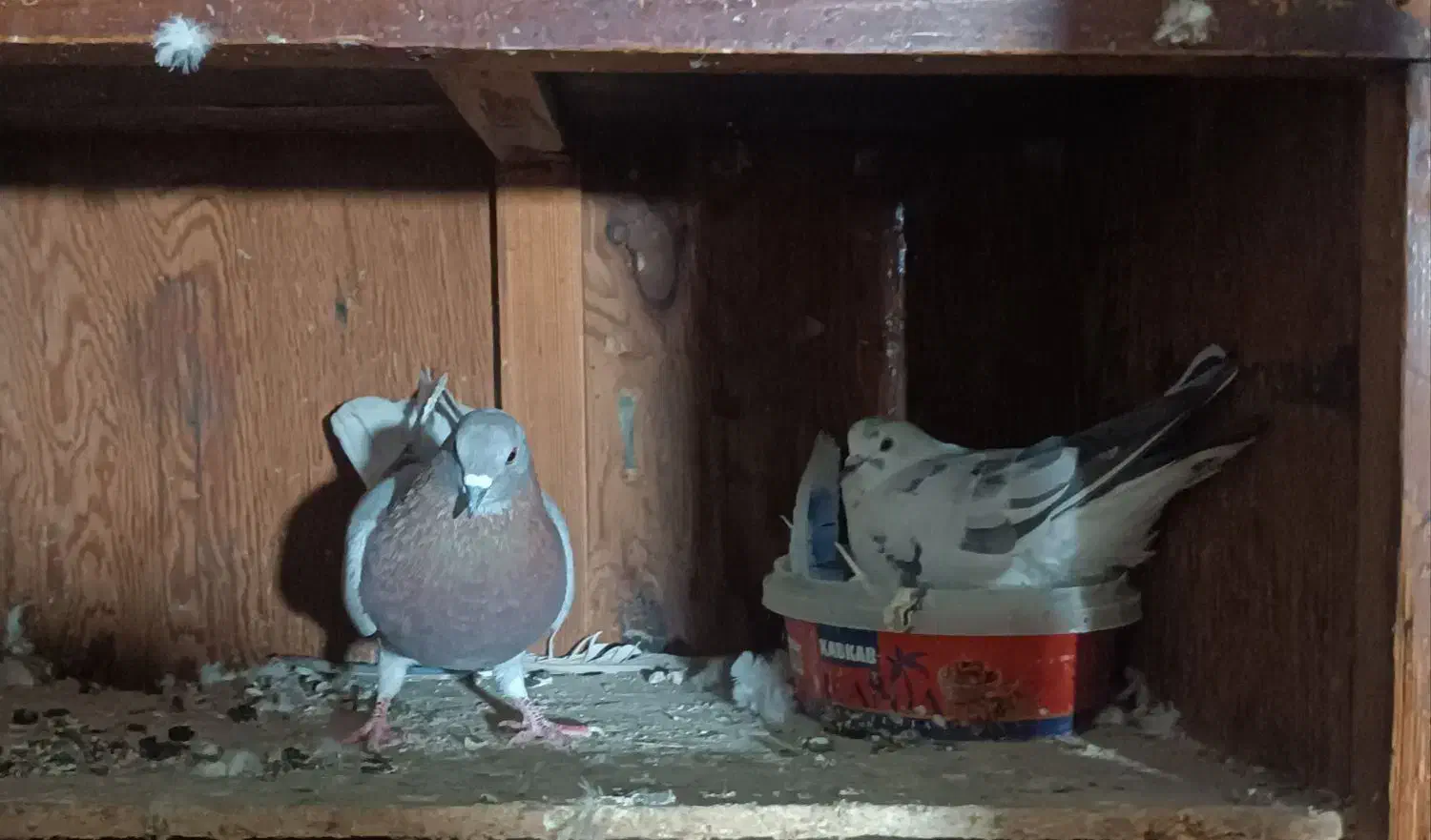 کبوتر|پرنده|سیمین شهر, |دیوار