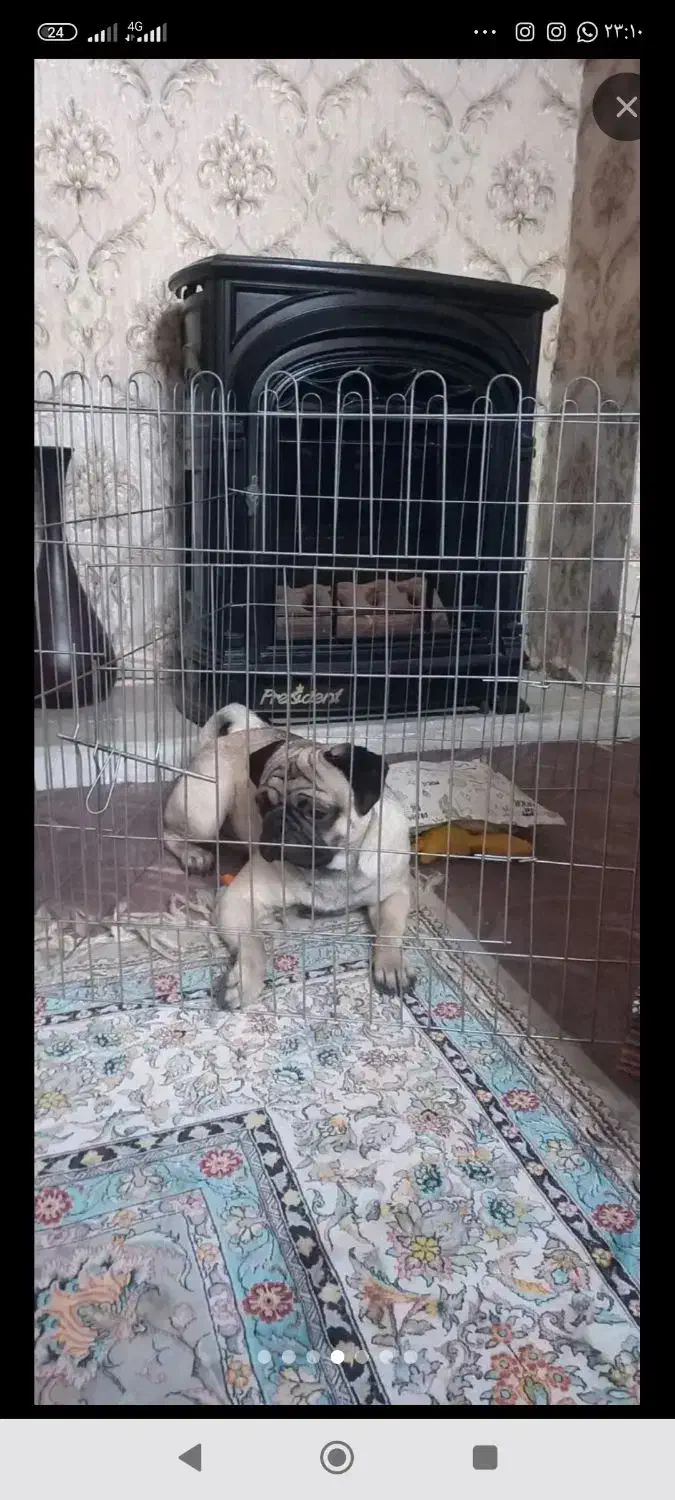 سگ پاگ|سگ|کرمان, |دیوار