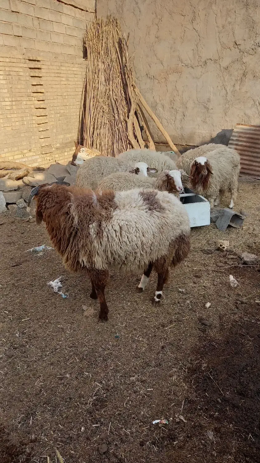 گوسفند|حیوانات مزرعه|دشت آزادگان, |دیوار