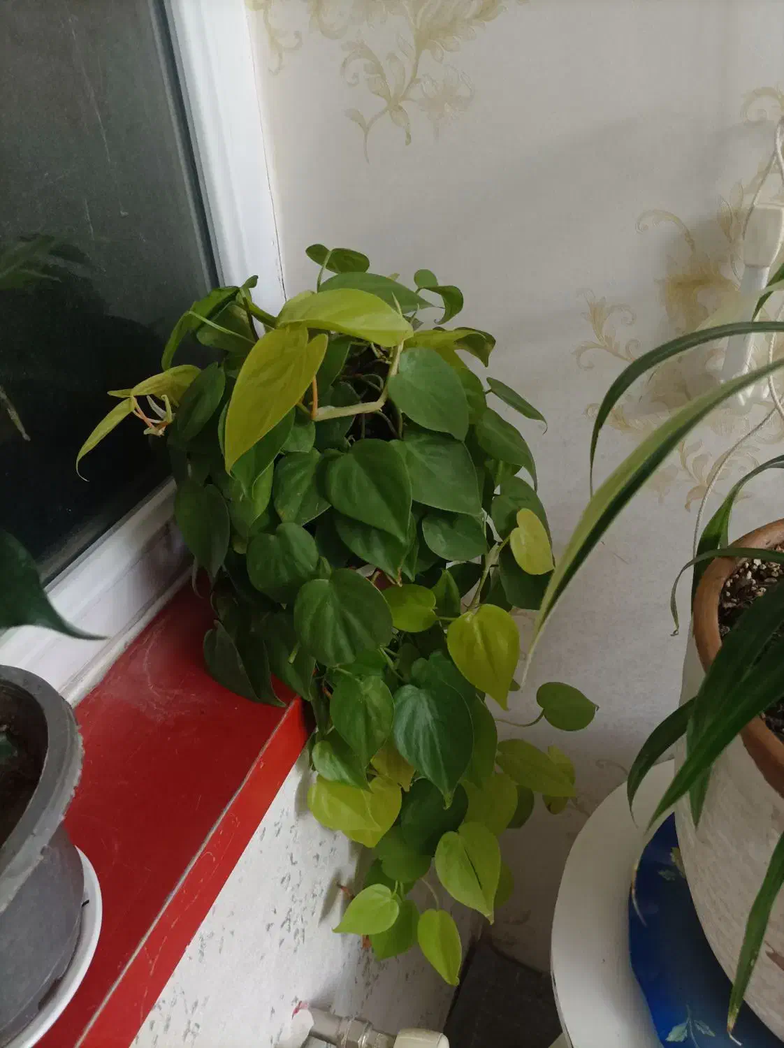 انواع گل پتوس.بنجامین .اریکا|گل و گیاه طبیعی|سهند, |دیوار